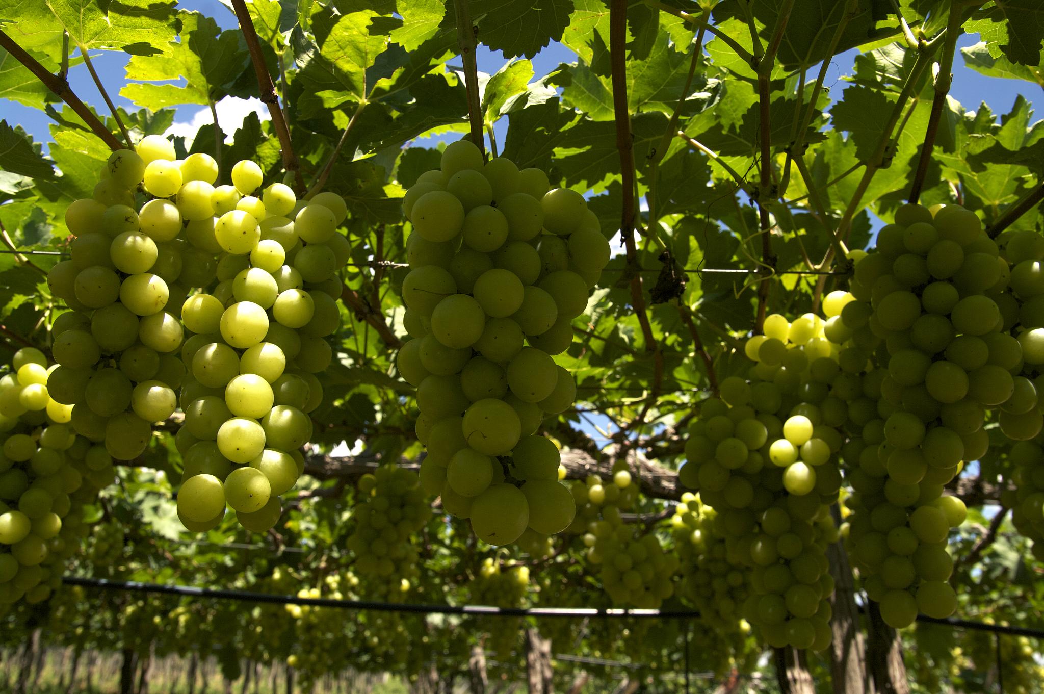 Enoturismo no Vale do São Francisco: vinícolas, passeios e como planejar